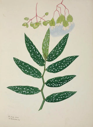 George De Alwis - Mon Jardin a Ceylan Pl258.webp