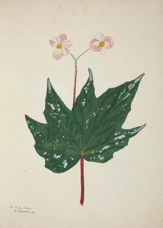 George De Alwis - Mon Jardin a Ceylan Pl260.webp