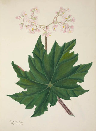 George De Alwis - Mon Jardin a Ceylan Pl264.webp
