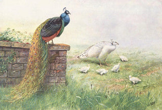George Edward Lodge - BlackWinged Peafowl.webp