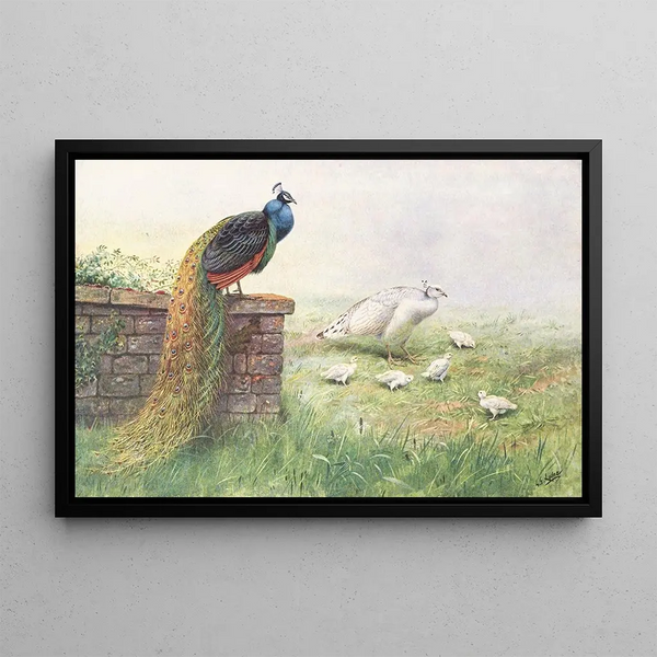 Pfau mit schwarzen Flügeln - George Edward Lodge — gerahmtes Bild an der Wand