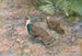 Fasan Pfau von Borneo - George Edward Lodge — Ansicht des Kunstwerks