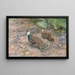 Fasan Pfau von Borneo - George Edward Lodge — gerahmtes Bild an der Wand