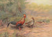 Coq de Lafayette - George Edward Lodge — Ansicht des Kunstwerks