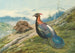 Chinesisches Imperial-Fasan-Gemälde - George Edward Lodge — Ansicht des Kunstwerks