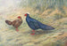 Kaleege von Edward - George Edward Lodge — Ansicht des Kunstwerks