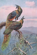 Pfau Grün - George Edward Lodge — Ansicht des Kunstwerks