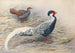 Hainan-silbernes Gemälde Kaleege - George Edward Lodge — Ansicht des Kunstwerks