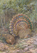 Fasan Pfau Malaiisch - George Edward Lodge — Ansicht des Kunstwerks
