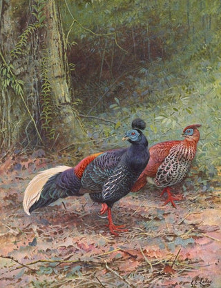 George Edward Lodge - Malayan Crested Fireback.webp