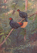 Coq-de-roche Sans Crête Malais - George Edward Lodge — Ansicht des Kunstwerks