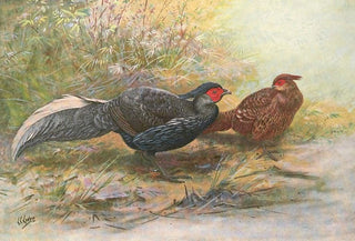 George Edward Lodge - Oatess Hybrid Kaleege.webp
