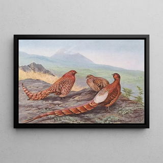 George Edward Lodge - Scintillating Copper Pheasant Ijimas Copper Pheasant.webp