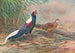 Kaleege de Swinhoe - George Edward Lodge — Ansicht des Kunstwerks