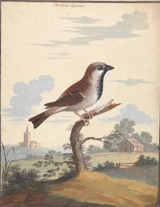 George Edwards - The Cock Sparrow.webp