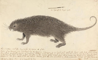 George Edwards - The Longtailed Porcupine.webp