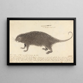 George Edwards - The Longtailed Porcupine.webp