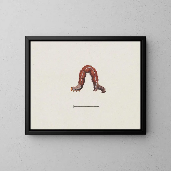 Aquarell-Gemälde der Entomologie Pl003 - George Hudson — gerahmtes Bild an der Wand