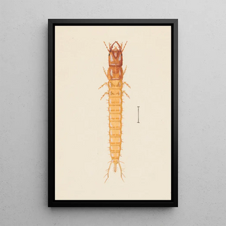 George Hudson - Entomology watercolour Pl020.webp