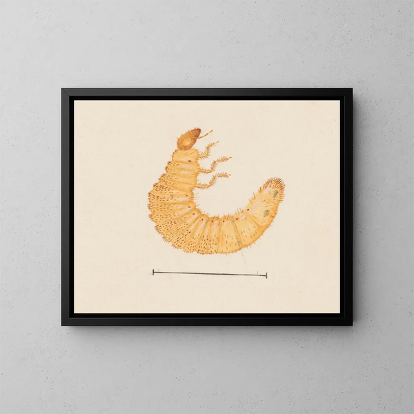 Aquarell der Entomologie Pl022 - George Hudson — gerahmtes Bild an der Wand