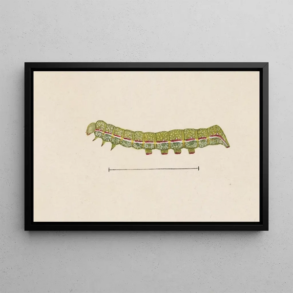 George Hudson - Entomology watercolour Pl026.webp