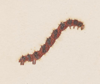 George Hudson - Entomology watercolour Pl031.webp