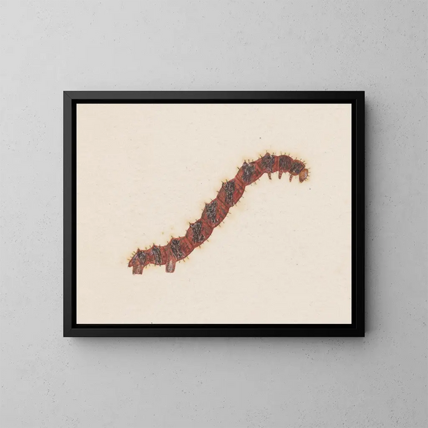 Aquarell der Entomologie Pl031 - George Hudson — gerahmtes Bild an der Wand