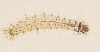 George Hudson - Entomology watercolour Pl032.webp