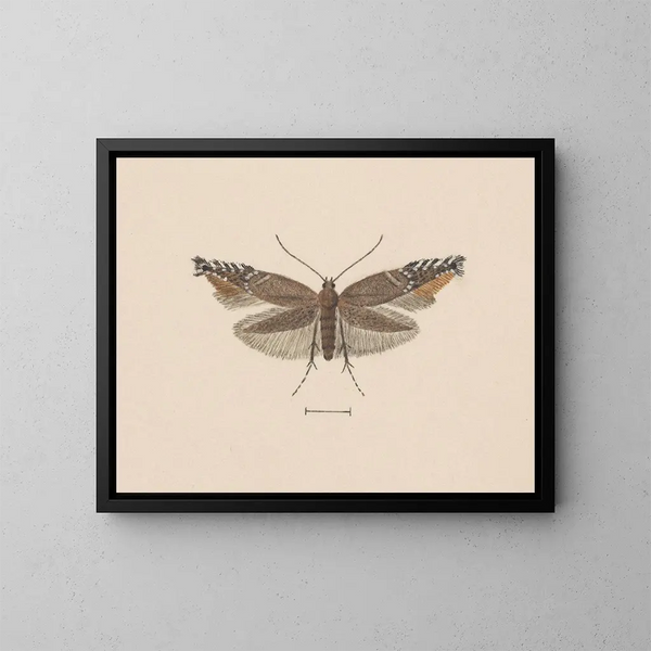 Aquarell der Entomologie Pl049 - George Hudson — gerahmtes Bild an der Wand
