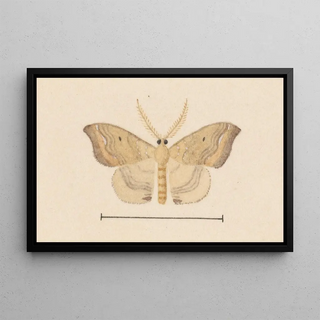 George Hudson - Entomology watercolour Pl050.webp