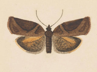 George Hudson - Entomology watercolour Pl056.webp