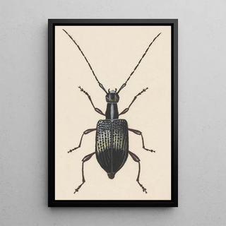 George Hudson - Entomology watercolour Pl060.webp