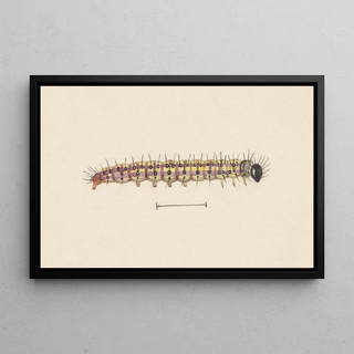 George Hudson - Entomology watercolour Pl061.webp