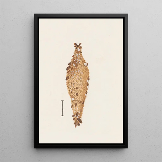 George Hudson - Entomology watercolour Pl062.webp