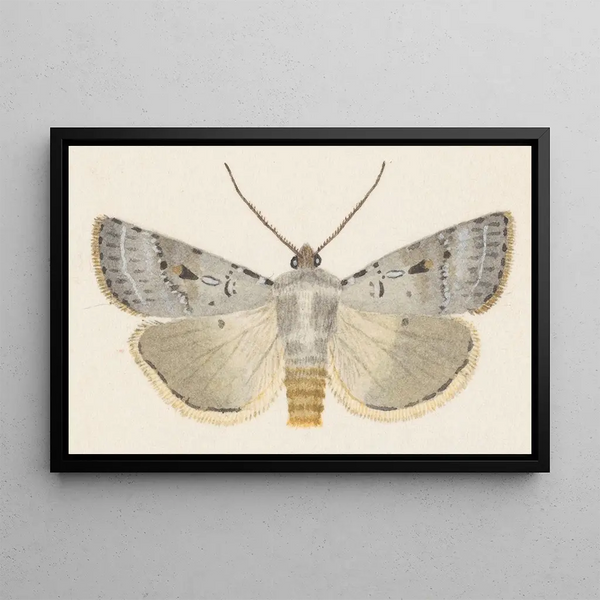 Entomologie Aquarell Pl070 - George Hudson — gerahmtes Bild an der Wand