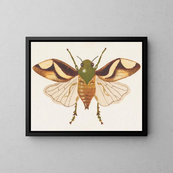 Aquarell-Gemälde der Entomologie Pl078 - George Hudson — gerahmtes Bild an der Wand