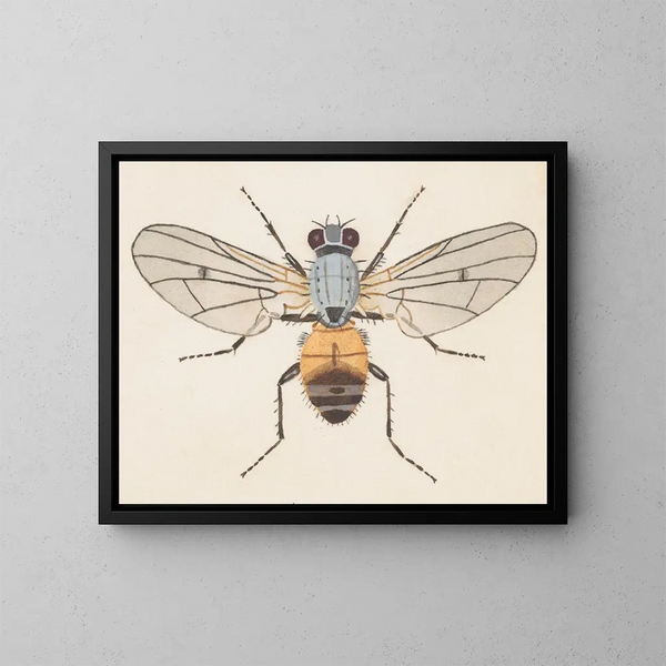 Aquarell der Entomologie Pl079 - George Hudson — gerahmtes Bild an der Wand