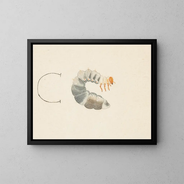 Aquarell-Gemälde der Entomologie Pl085 - George Hudson — gerahmtes Bild an der Wand