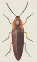 Entomologisches Aquarell-Gemälde Pl091 - George Hudson — Ansicht des Kunstwerks