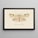 Entomologie Aquarell Pl094 - George Hudson — gerahmtes Bild an der Wand