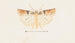 Entomologie Aquarell Pl095 - George Hudson — Ansicht des Kunstwerks