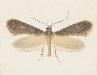 George Hudson - Entomology watercolour Pl096.webp