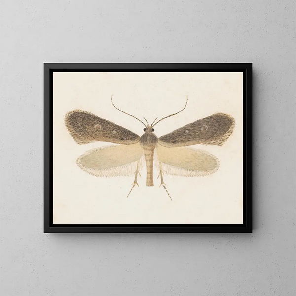 Aquarell-Gemälde der Entomologie Pl096 - George Hudson — gerahmtes Bild an der Wand