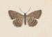 Entomologie Aquarell Pl097 - George Hudson — Ansicht des Kunstwerks