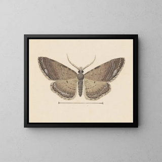 George Hudson - Entomology watercolour Pl102.webp