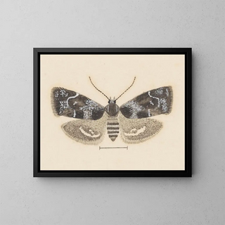 George Hudson - Entomology watercolour Pl104.webp