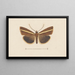 Entomologie Aquarell Pl106 - George Hudson — gerahmtes Bild an der Wand
