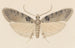 Entomologie Aquarell Pl113 - George Hudson — Ansicht des Kunstwerks