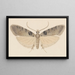 Entomologie Aquarell Pl113 - George Hudson — gerahmtes Bild an der Wand