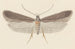 Entomologie Aquarell Pl114 - George Hudson — Ansicht des Kunstwerks